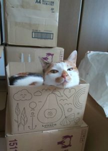 猫 ねこ キャット ぷりん プリン 保護猫 Aurora&Oasis オーロラ&オアシス スワロフスキー アクセサリー