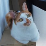 猫が好きだから、アクセサリーにも猫を。