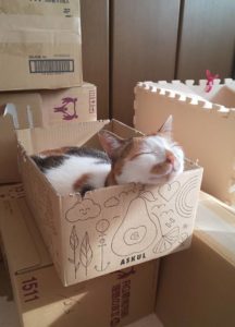 猫 ねこ キャット ぷりん プリン 保護猫 Aurora&Oasis オーロラ&オアシス スワロフスキー アクセサリー