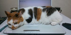 猫 ねこ キャット ぷりん プリン 保護猫 Aurora&Oasis オーロラ&オアシス スワロフスキー アクセサリー