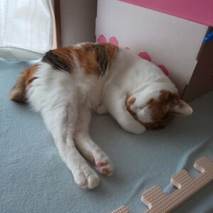 ジュエリーセット ネックレス ピアス ブレスレット スワロフスキー キャット 猫 ねこ Aurora&Oasis オーロラ&オアシス ぷりん プリン